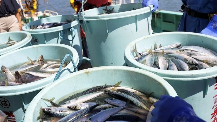 Fish from some Cavite waters now safe to eat — BFAR