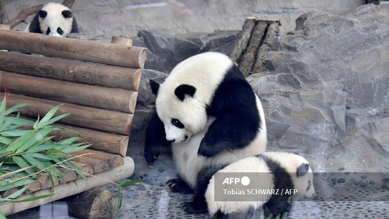 (FILES) A file photo taken on 29 January 2020 shows Meng Yuan and Meng Xiang, two Berlin-born Chinese panda cubs, with their mother Meng Meng at their enclosure during their first presentation to the public at the Zoologischer Garten Zoo in Berlin.