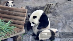 Berlin zoo panda gives birth to twins for second time