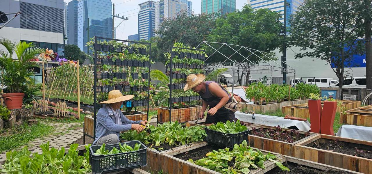 Urban farming cultivates climate resilience, food security