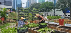 Urban farming cultivates climate resilience, food security