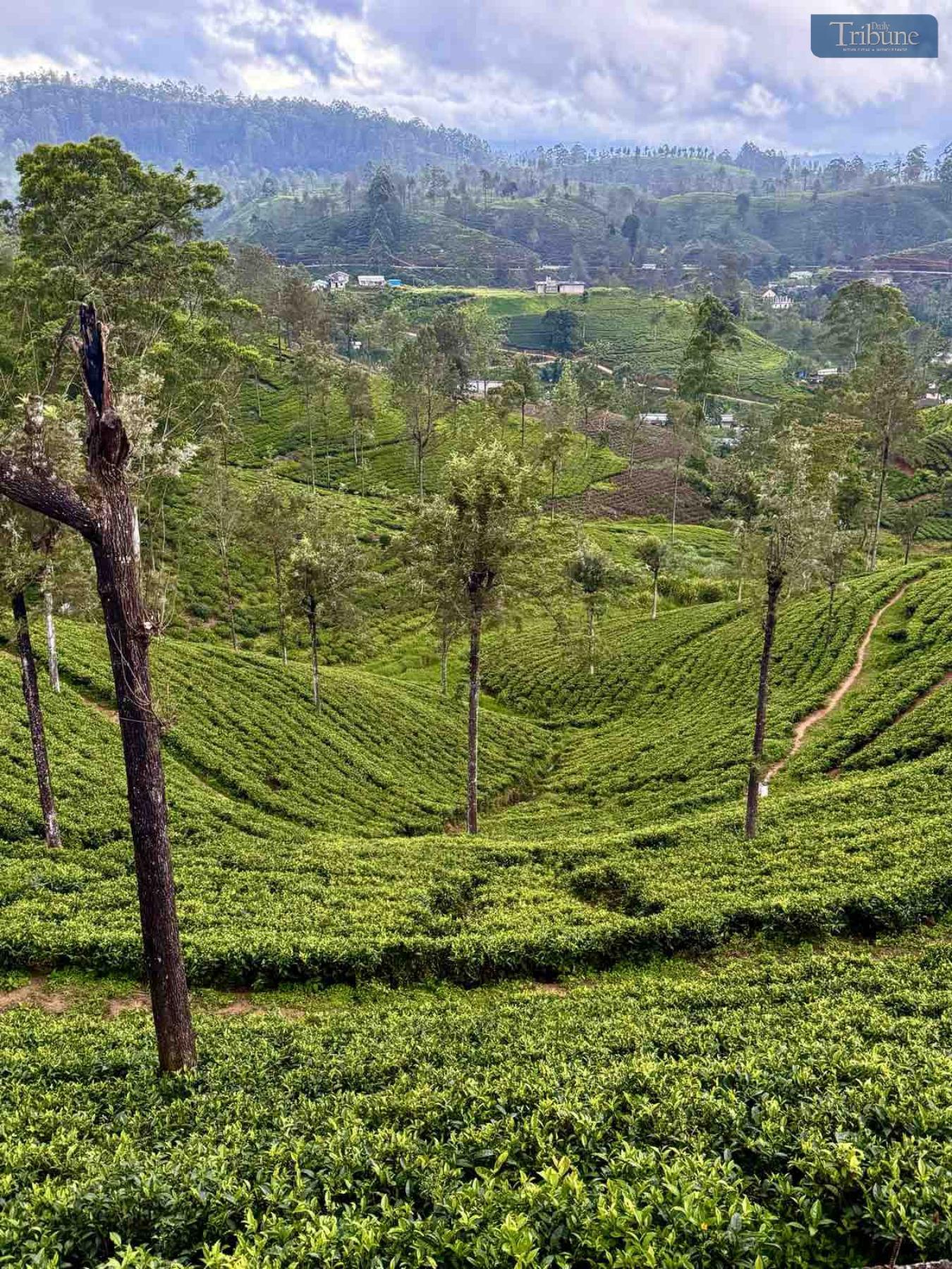 TRIBUNE-tea