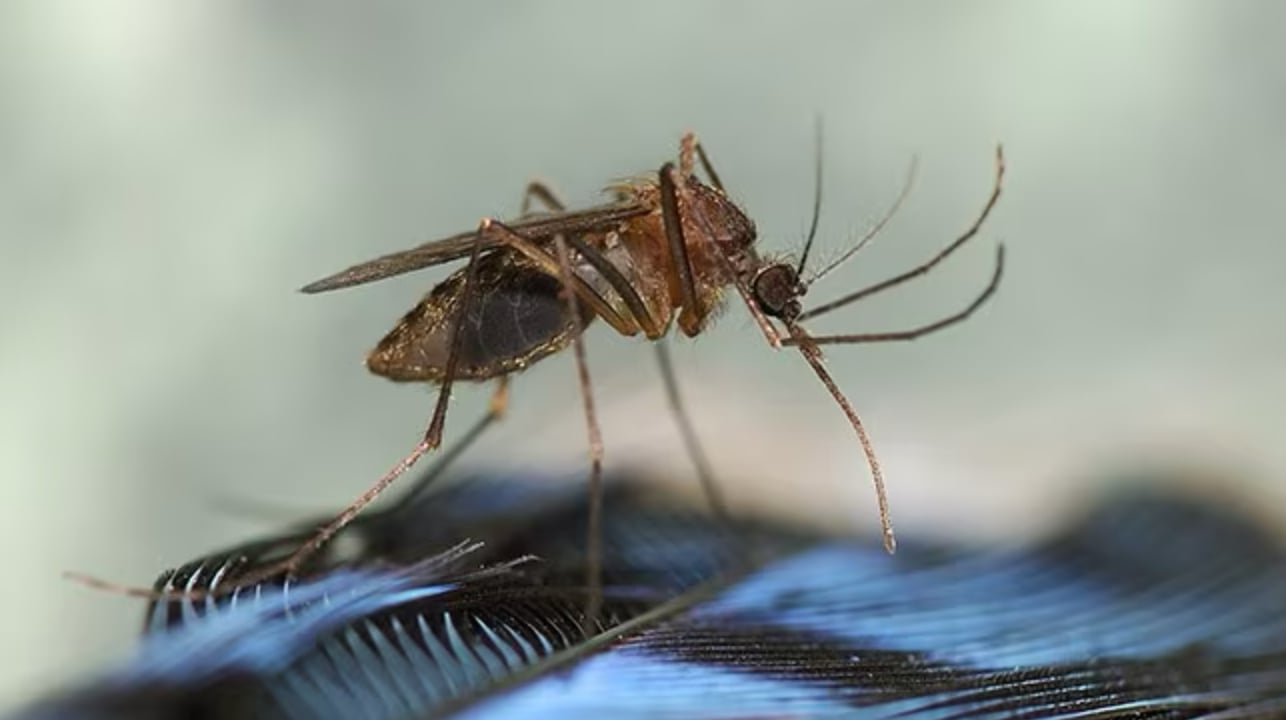 New York reports death from rare mosquito-borne virus eastern equine encephalitis