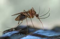 Researchers in Florida have pinpointed the local overwintering habitats of Culiseta melanura mosquitoes that host eastern equine encephalitis virus. They hope targeted control efforts can cull those mosquitoes before they transmit the virus to birds that carry it north to other parts of the country.