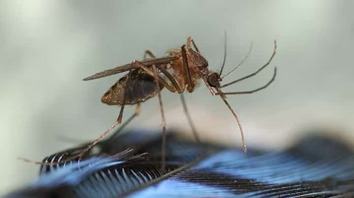 Cebu province wary of rising dengue cases
