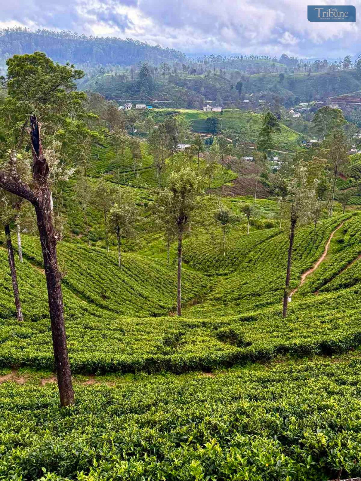 TRIBUNE-tea