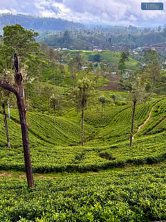TEA ESTATES IN SRI LANKA