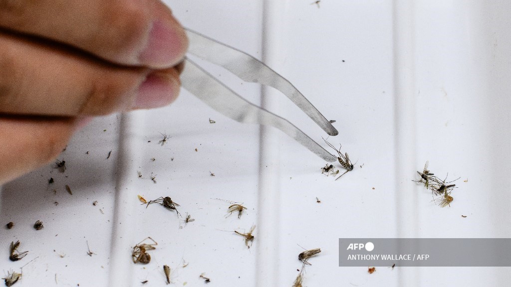 SoKor fights new border threat: malarial mosquitoes