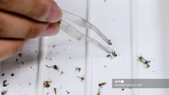 Mosquito-borne chikungunya kills six in La Réunion