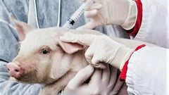 Batangas commences controlled ASF vaccinations
