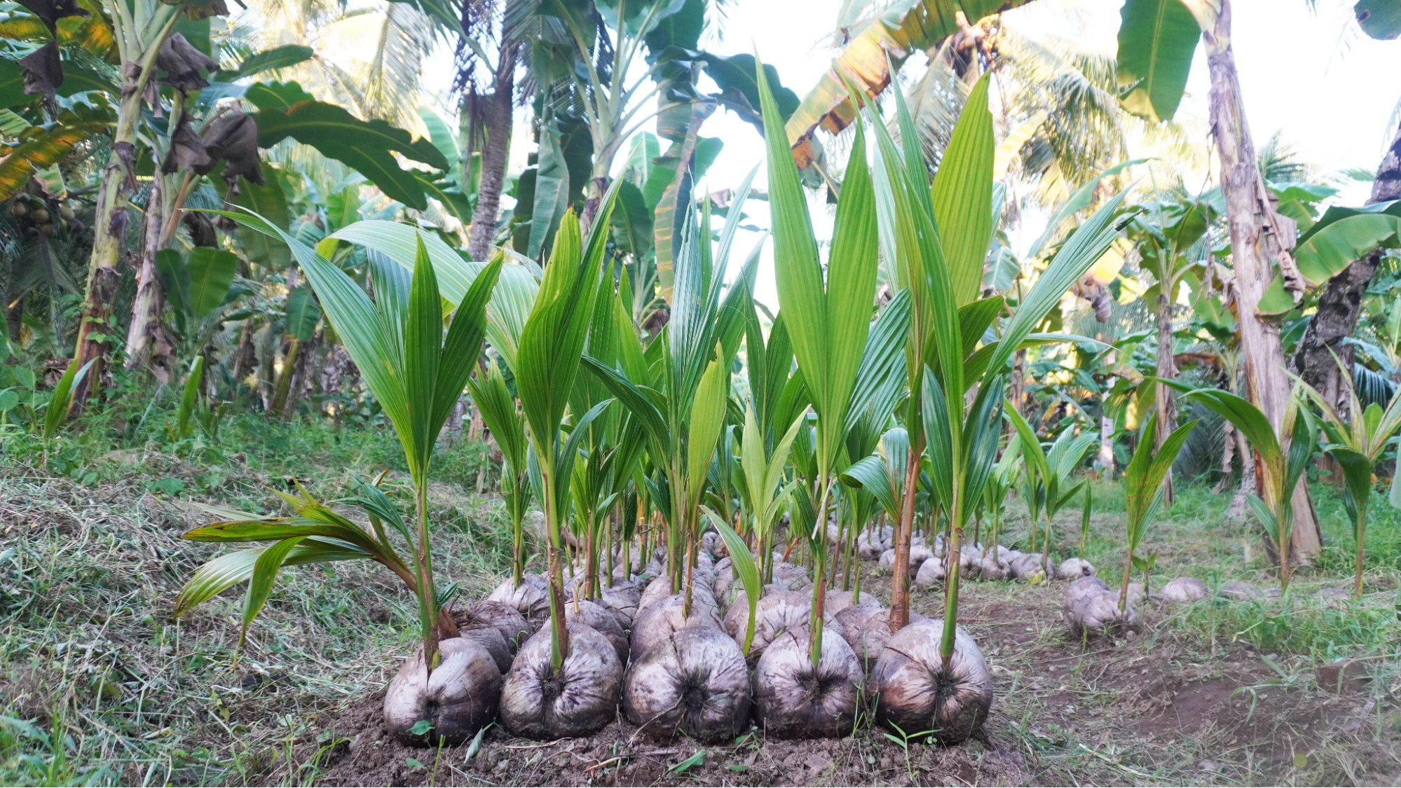 Century Pacific expands coconut biz with $40-M investment