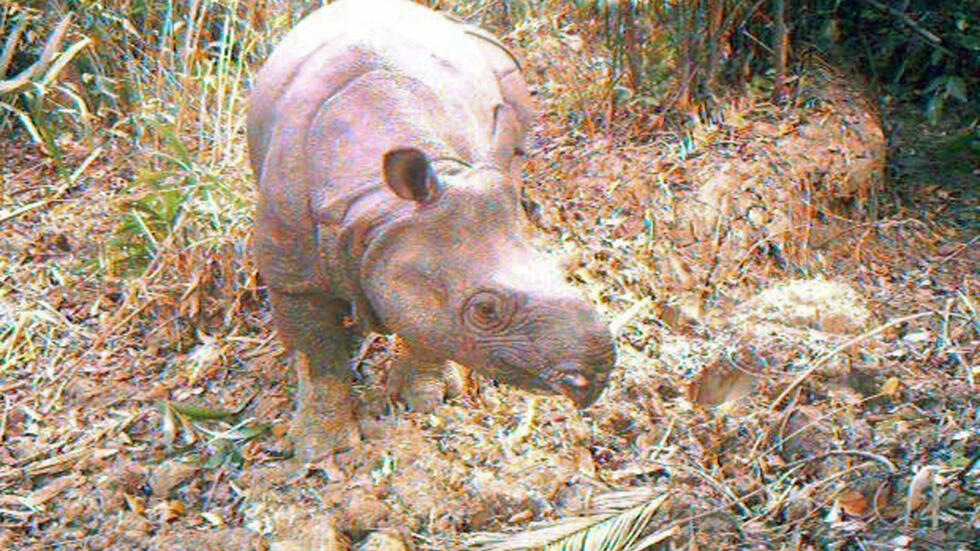 Rhino horn seller arrested