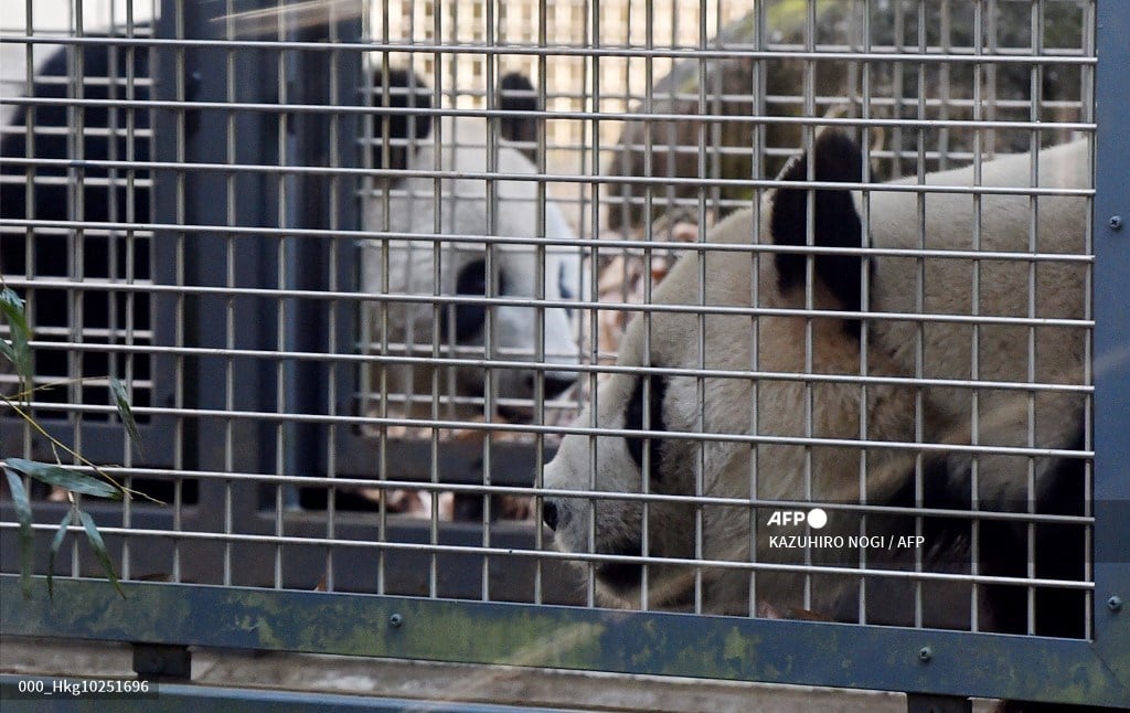 Ri Ri (R), a male giant panda, and Shin Shin (L, rear), a female giant panda, walk in their enclosure at Ueno Zoo in Tokyo on February 2, 2016. Ueno Zoo announced that the two giant pandas began showing signs of estrus.