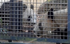 Thousands bid farewell to Tokyo Zoo pandas before return to China