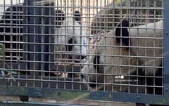 Ri Ri (R), a male giant panda, and Shin Shin (L, rear), a female giant panda, walk in their enclosure at Ueno Zoo in Tokyo on February 2, 2016. Ueno Zoo announced that the two giant pandas began showing signs of estrus.