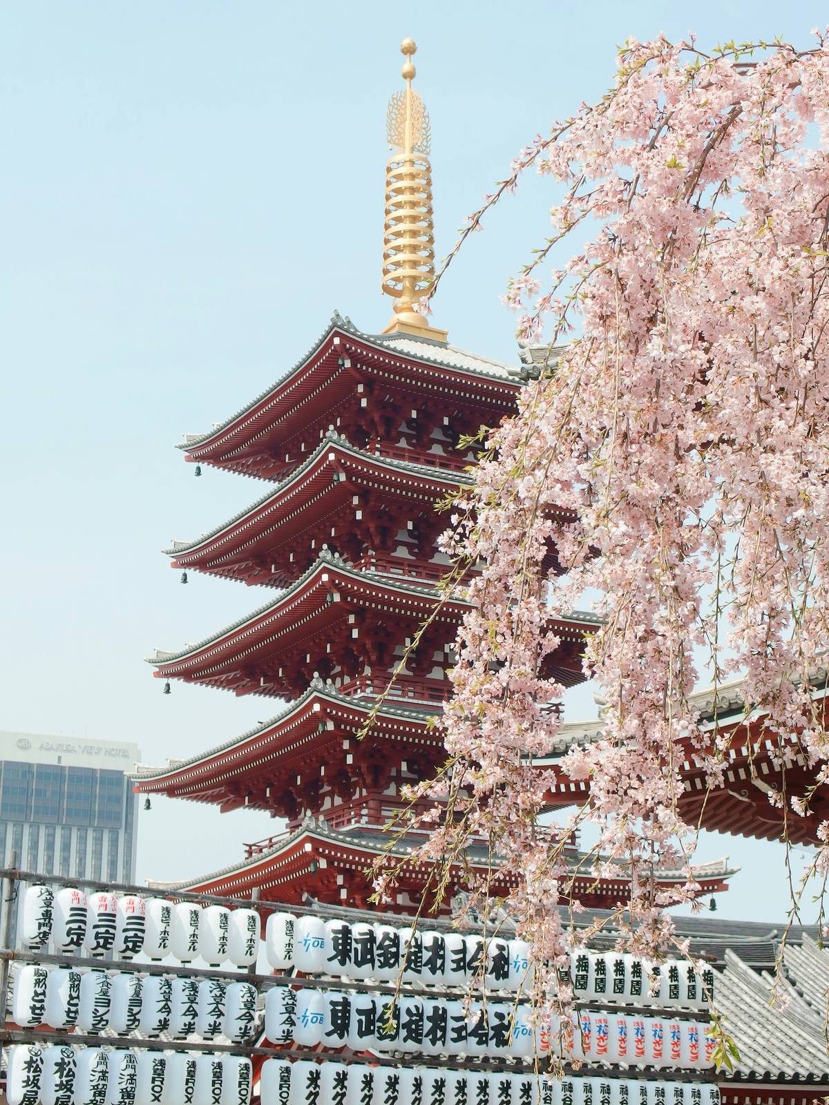 CHERRY Blossom in Japan.