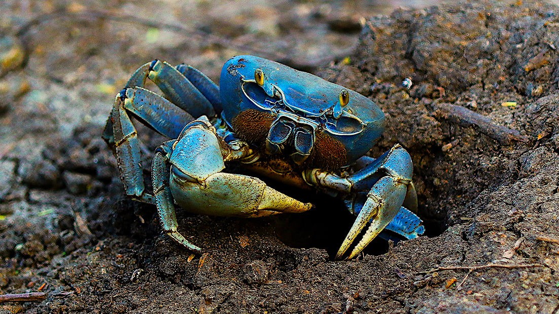 blue crab