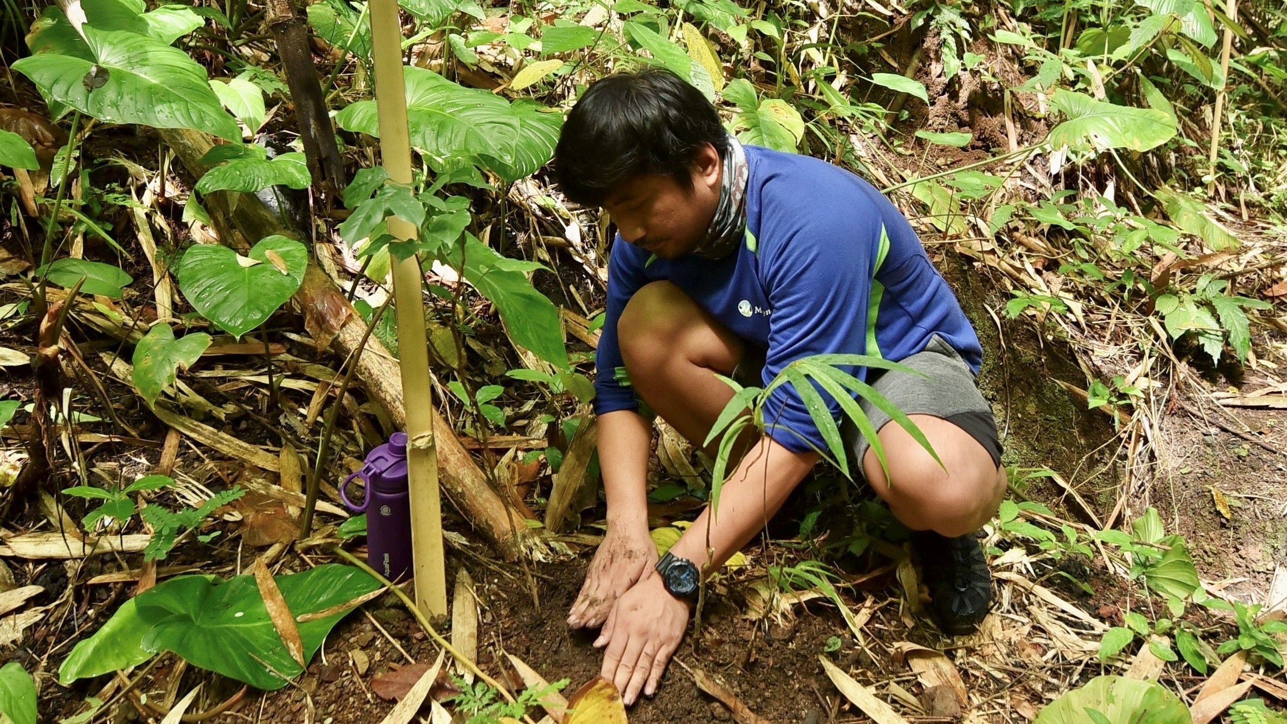 Maynilad pledges to plant 220K trees in 2024