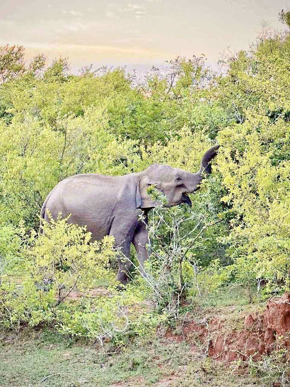 In the jungle of Yala, the experience can be as raw as meeting a wild elephant, some 10 feet high, in the eye, by the road and outside your hotel room.