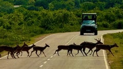 Walking SAFARI
