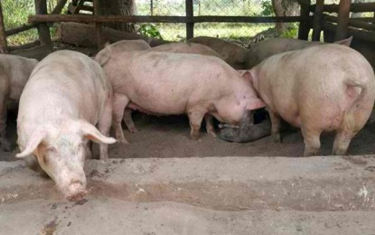 Urgent vaccination for ASF sought