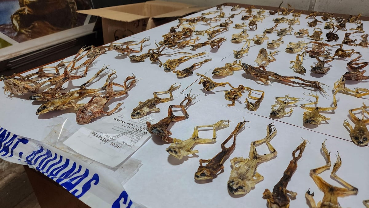 Frogs serving as Andean ‘Viagra’