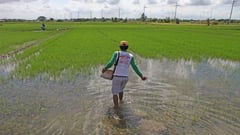 Candaba town records P68-M agri damage