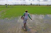 crop losses