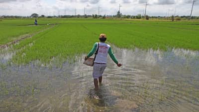 crop losses