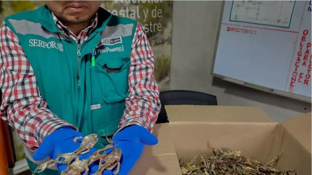 Peru seizes hundreds of frogs used as aphrodisiacs
