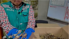Peru seizes hundreds of frogs used as aphrodisiacs