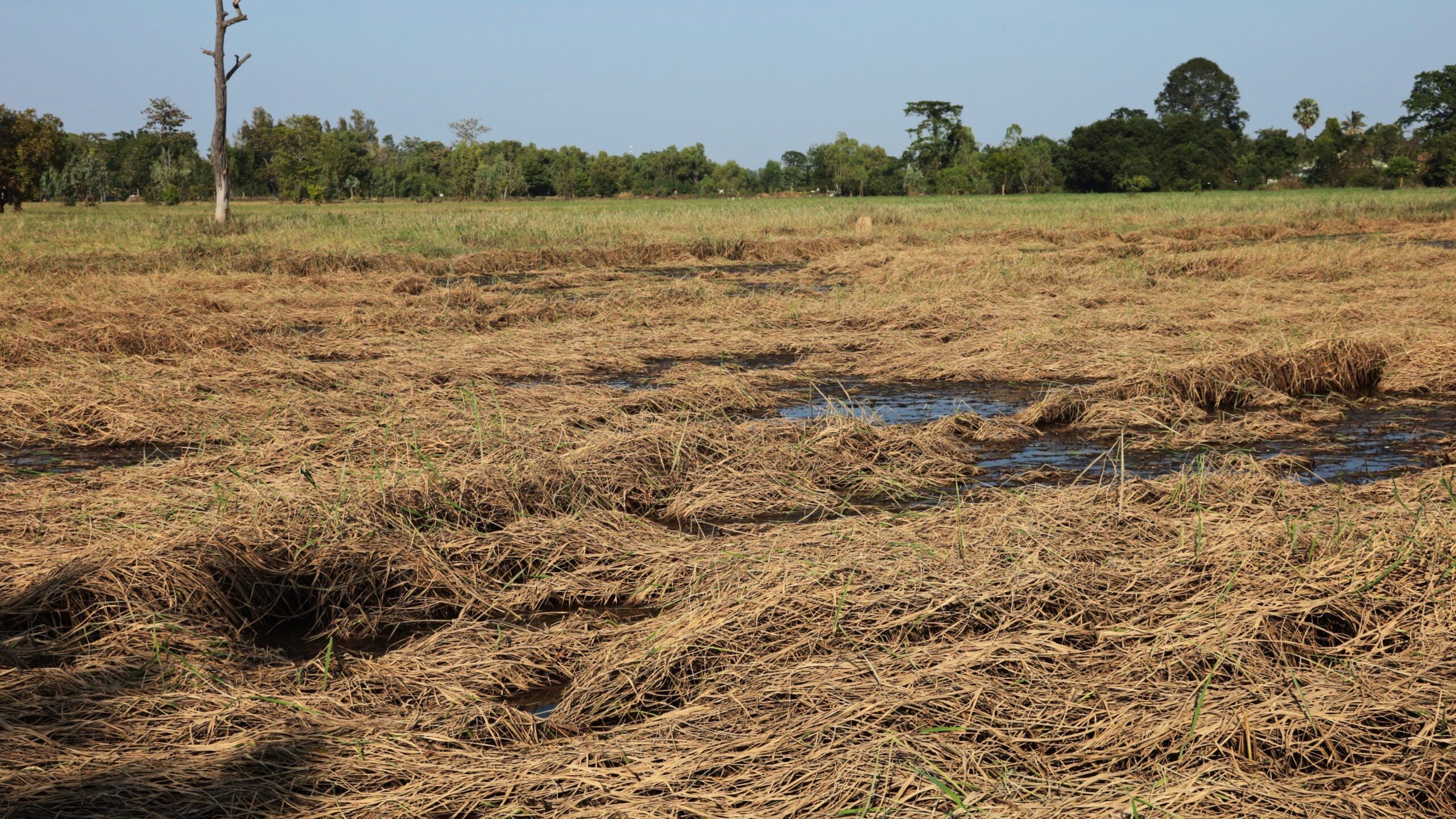 Crop losses due to ‘Enteng’ hit P659M
