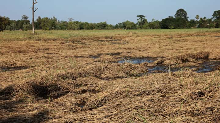 Crop losses due to ‘Enteng’ hit P659M