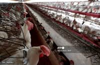 Spain orders nationwide poultry confinement over bird flu