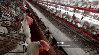 Davao del Sur regains bird flu-free status