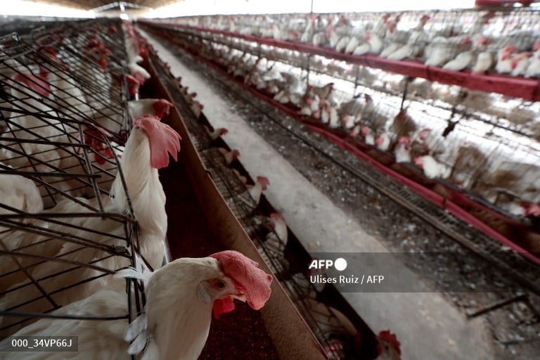 Davao del Sur regains bird flu-free status