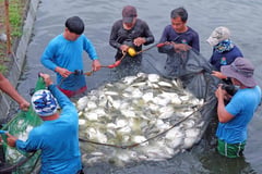 DA, research group partnership yields 1.1 tons of pompano