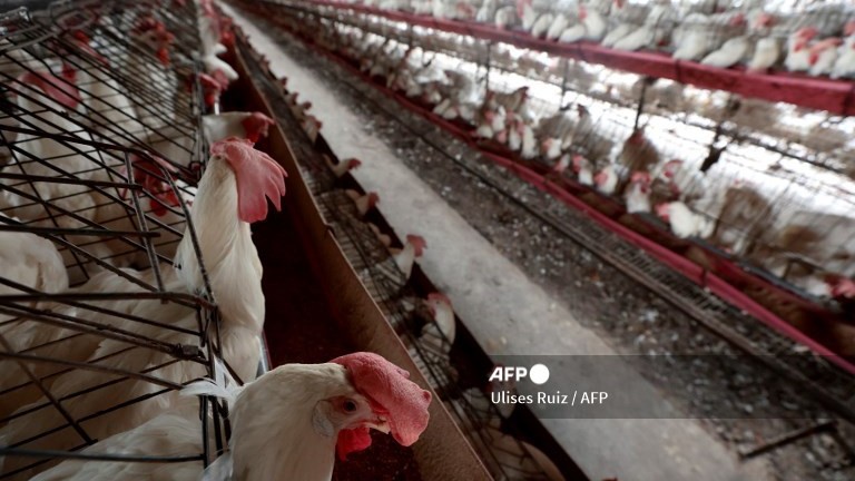 Chickens are pictured at a poultry farm in Tepatitlan, Jalisco State, Mexico, on 6 June 2024. The World Health Organization said on June 6 2024, it was awaiting full genetic sequence data after a man died of bird flu in Mexico in the first confirmed human infection with the H5N2 strain. The source of exposure to the virus was unknown, the WHO said, although cases of H5N2 have been reported in poultry in Mexico.