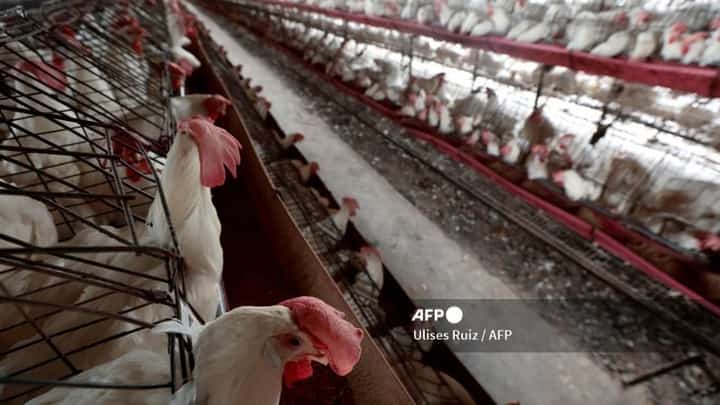 Chickens are pictured at a poultry farm in Tepatitlan, Jalisco State, Mexico, on 6 June 2024. The World Health Organization said on June 6 2024, it was awaiting full genetic sequence data after a man died of bird flu in Mexico in the first confirmed human infection with the H5N2 strain. The source of exposure to the virus was unknown, the WHO said, although cases of H5N2 have been reported in poultry in Mexico.