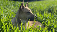Viral post highlights pet policy 
controversy at Balay Dako