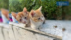 A tale of two hearts and many paws: Zelyn and Cheese's daily act of love