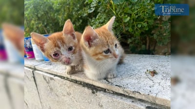 Two kittens