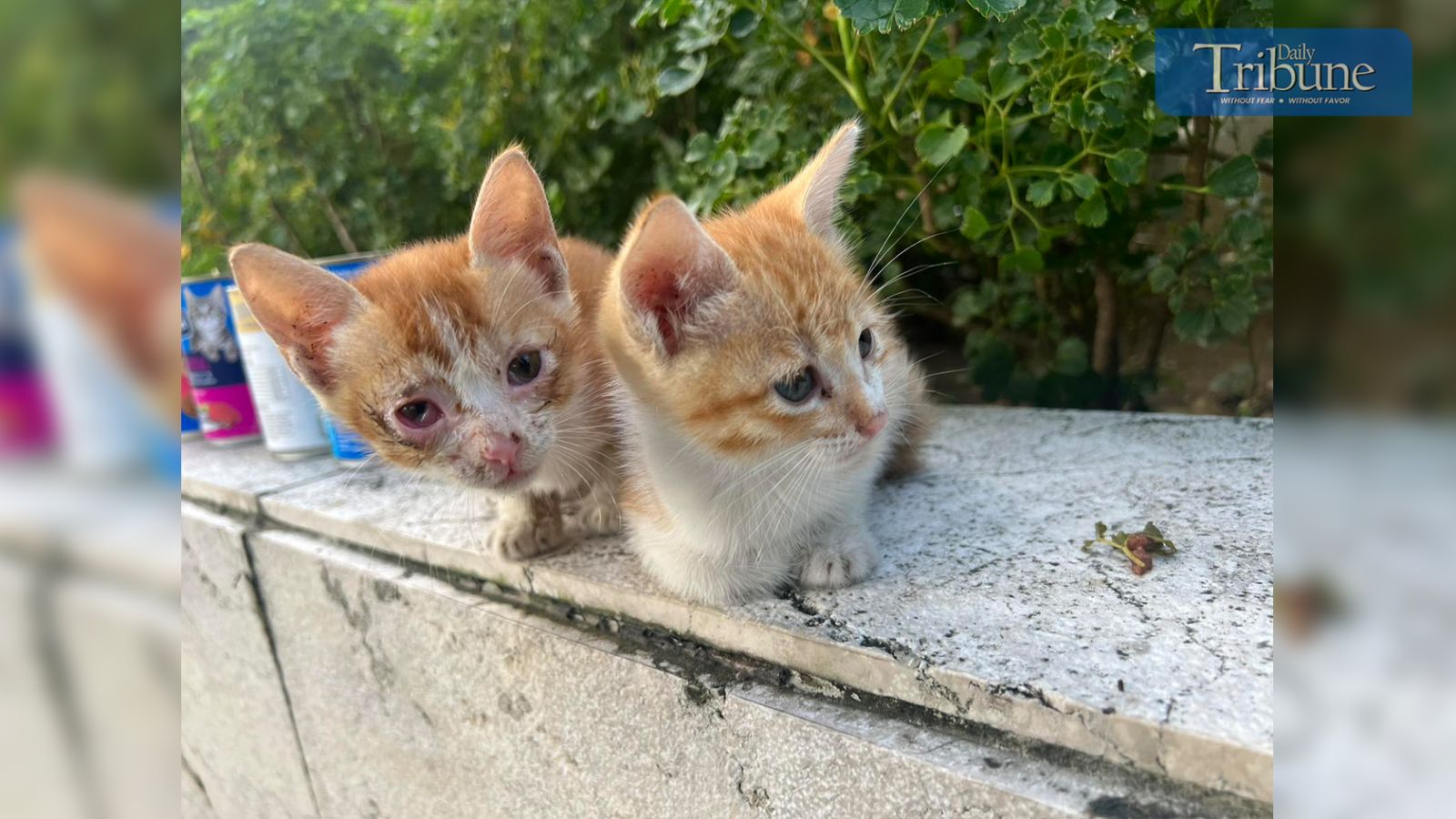 A tale of two hearts and many paws: Zelyn and Cheese's daily act of love