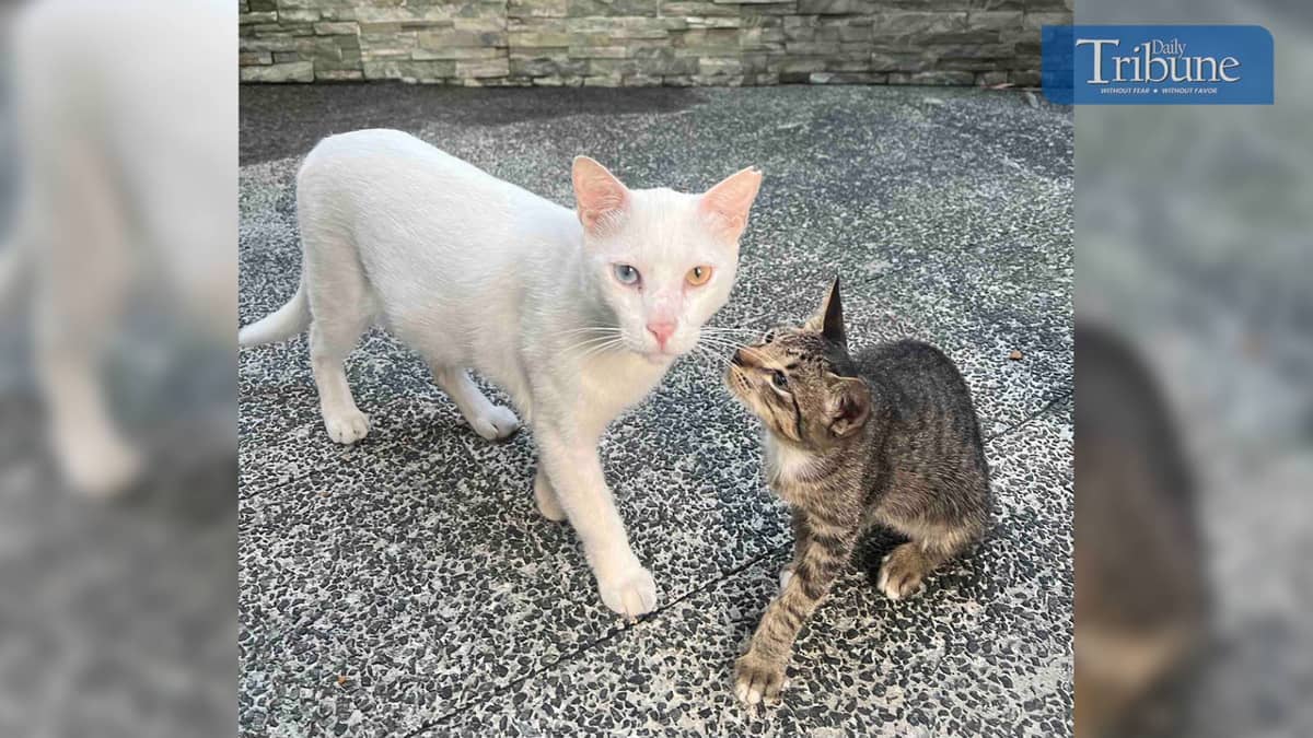 A white cat and gray striped kitten