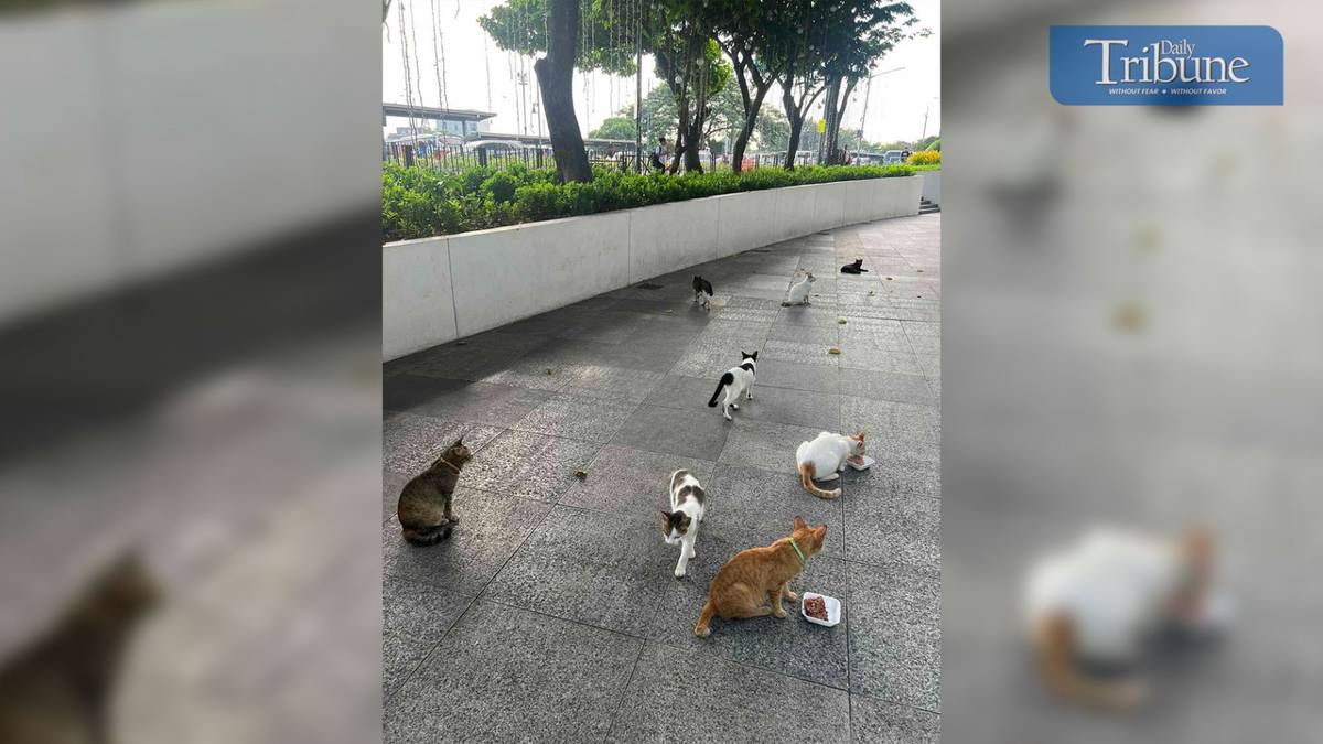 SM Aura's cats, also fed by Cheese and Zelyn.