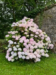 Flowers around the church vicinity.