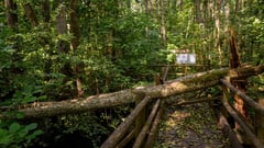 Trees felled by tropical storm kill 6 in Phl