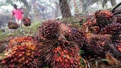 Botolan town eyes palm oil project