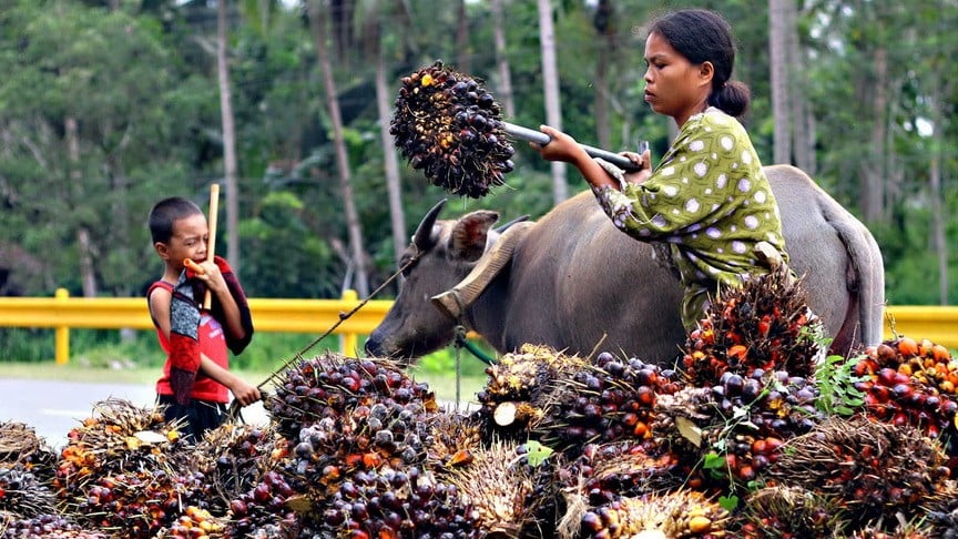 Palm oil growth seen boosting Monde, DNL