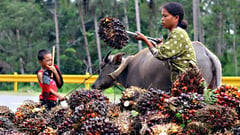 Palm oil growth seen boosting Monde, DNL